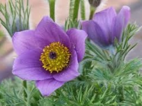 Pulsatilla