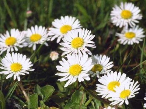 Bellis Perennis