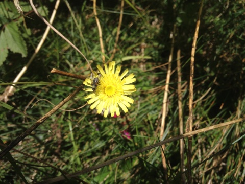 Arnica