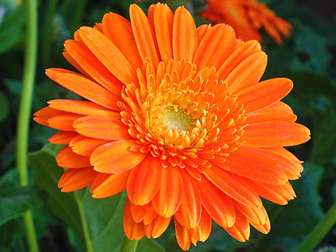 calendula