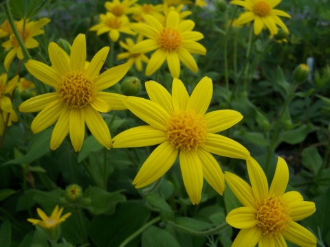 Hypericum