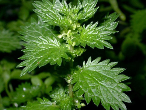 urtica-urens-le-kmorse