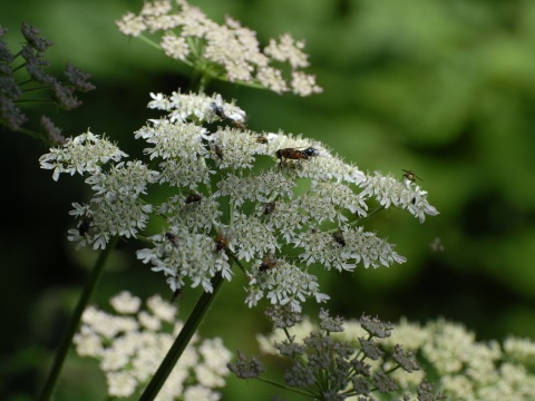 Millefolium 1